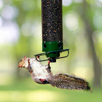Bird Feeder | Squirrel-Proof Rotating Perch & 4 Feeding Ports
