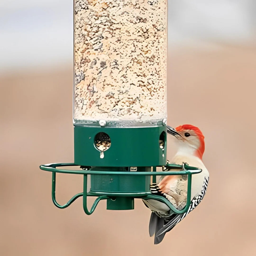 Bird Feeder | Squirrel-Proof Weight-Activated Perch | 5 lb Capacity