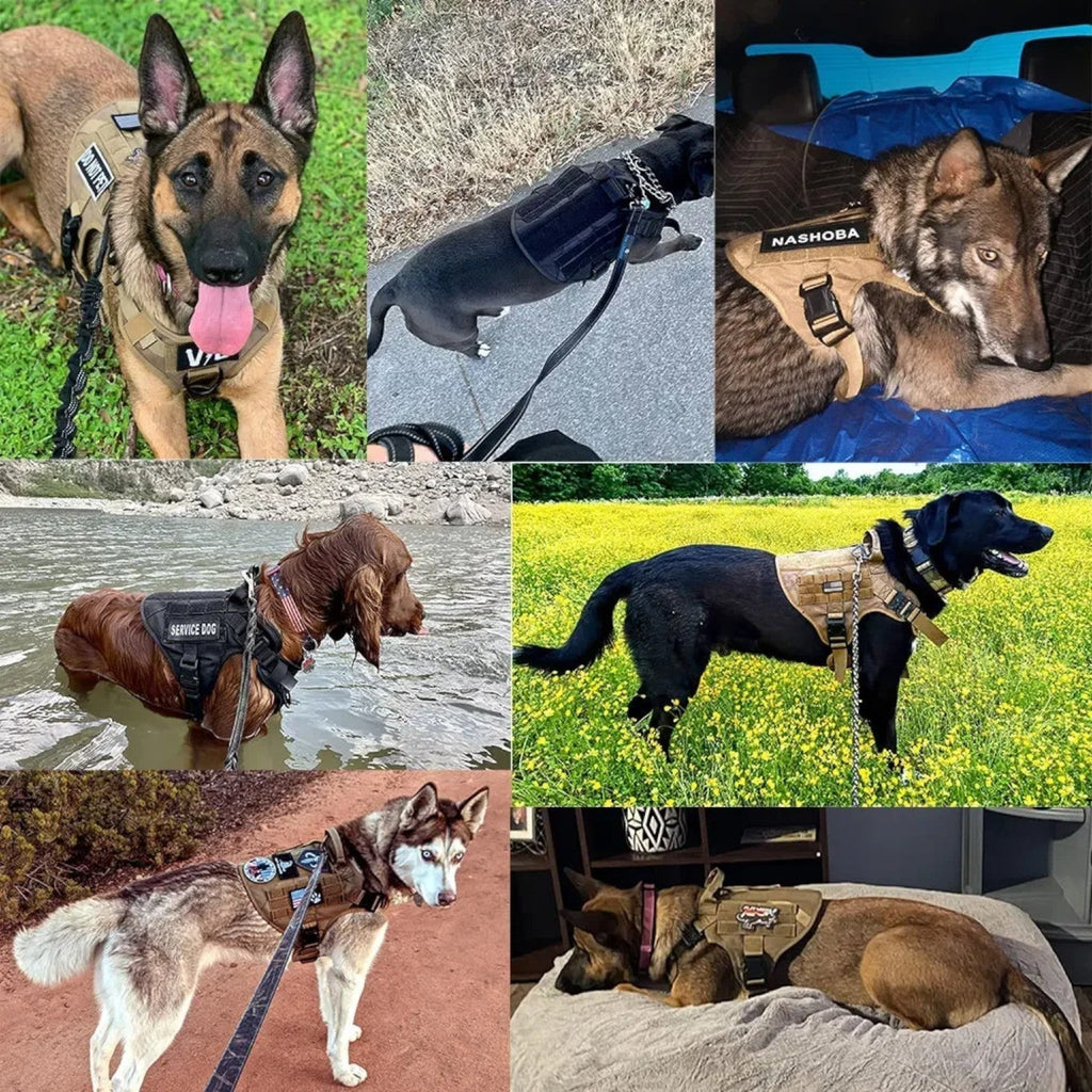 Dog Harness | Durable Nylon & Top Handle