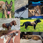 Dog Harness | Durable Nylon & Top Handle